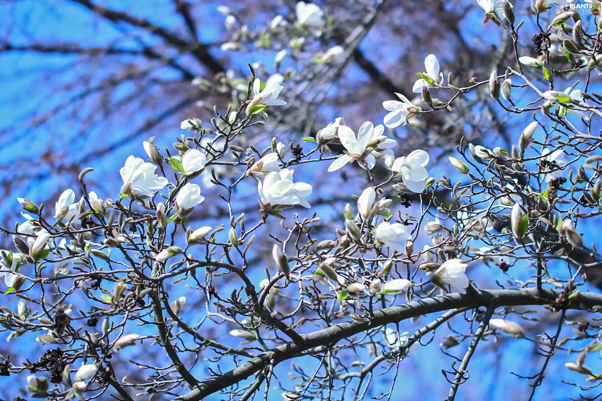 Magnolia, Bush, Flowers, White