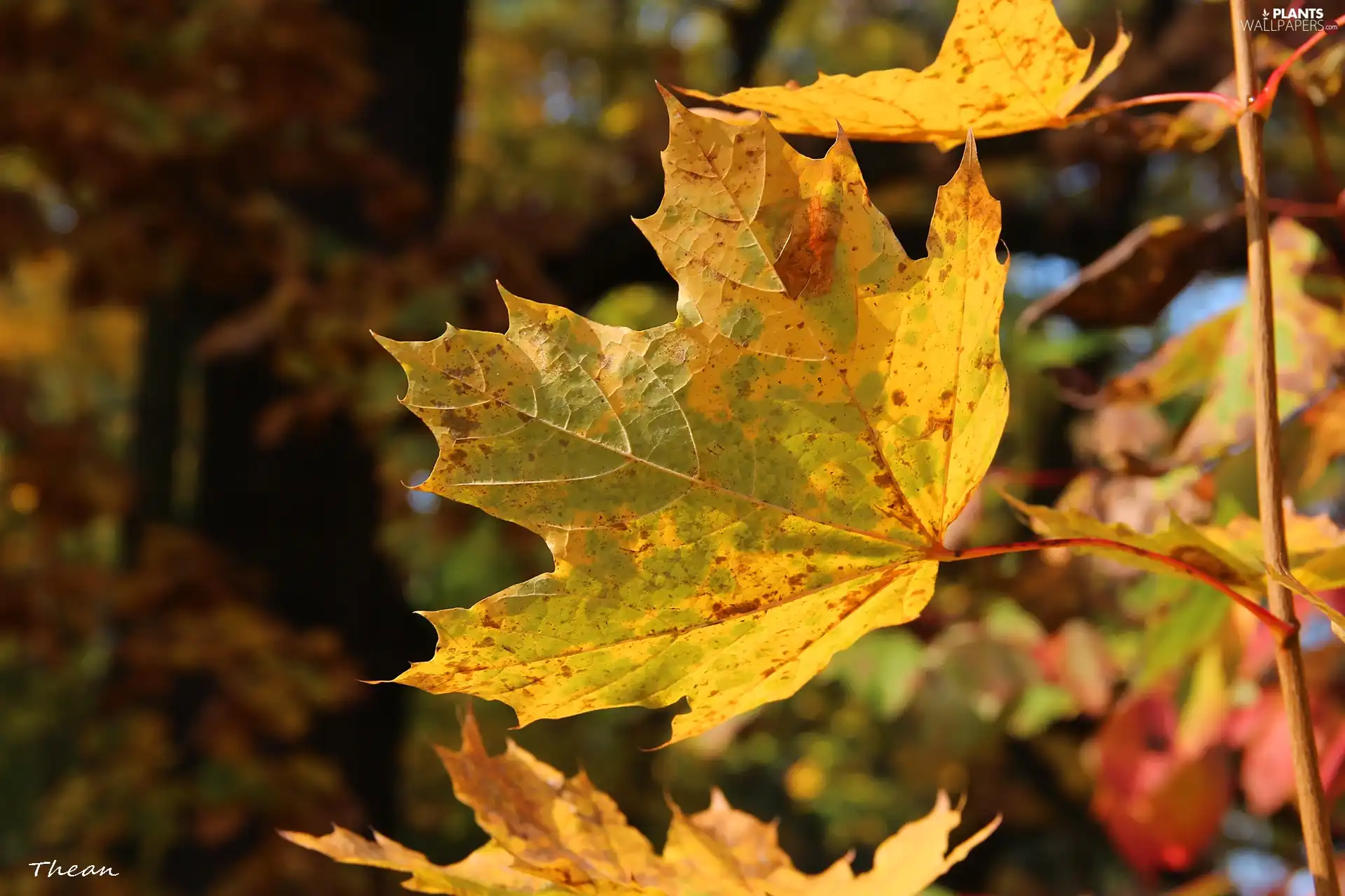 autumn leaf yellow