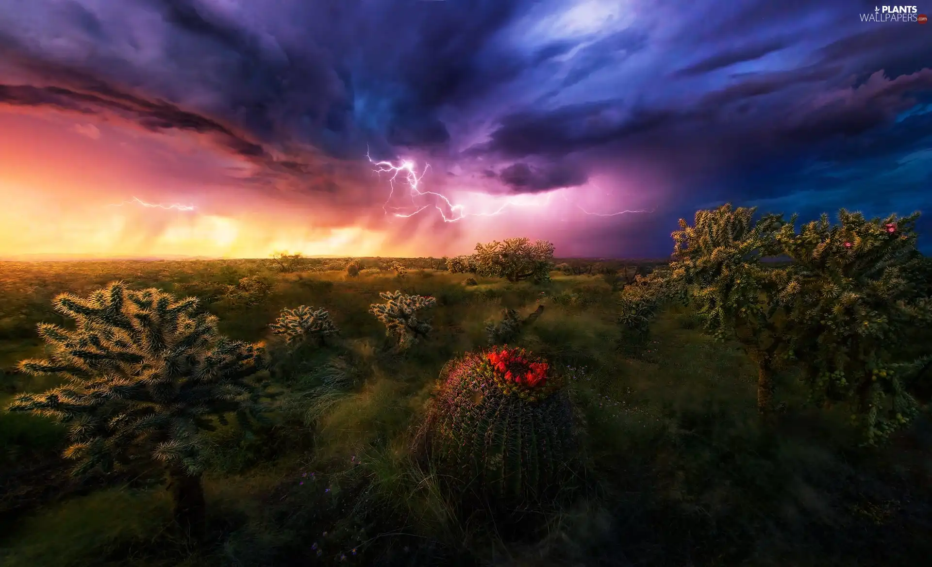 Sky, Desert, lightning, Storm, Cactus