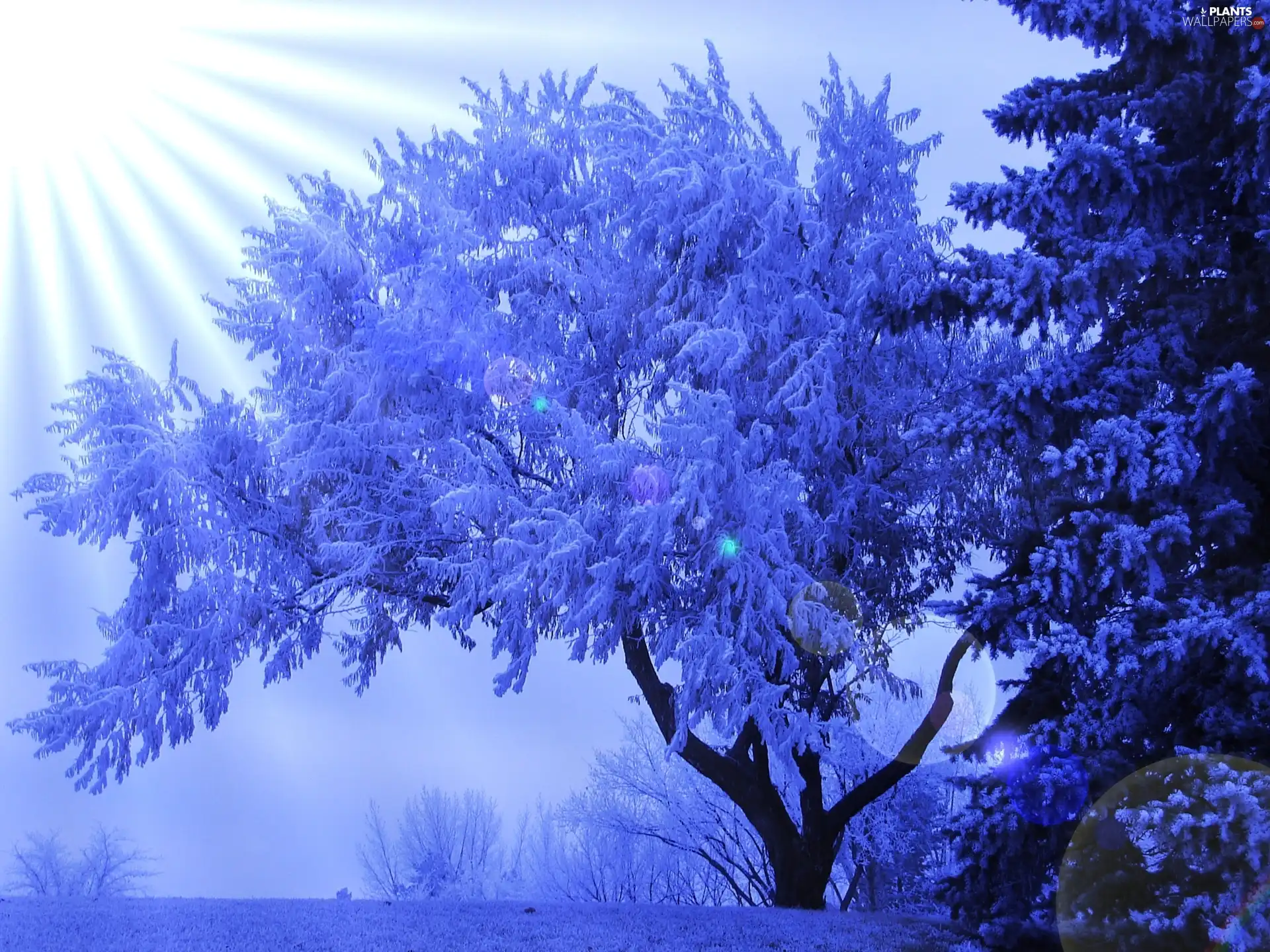 winter, rays of the Sun, trees