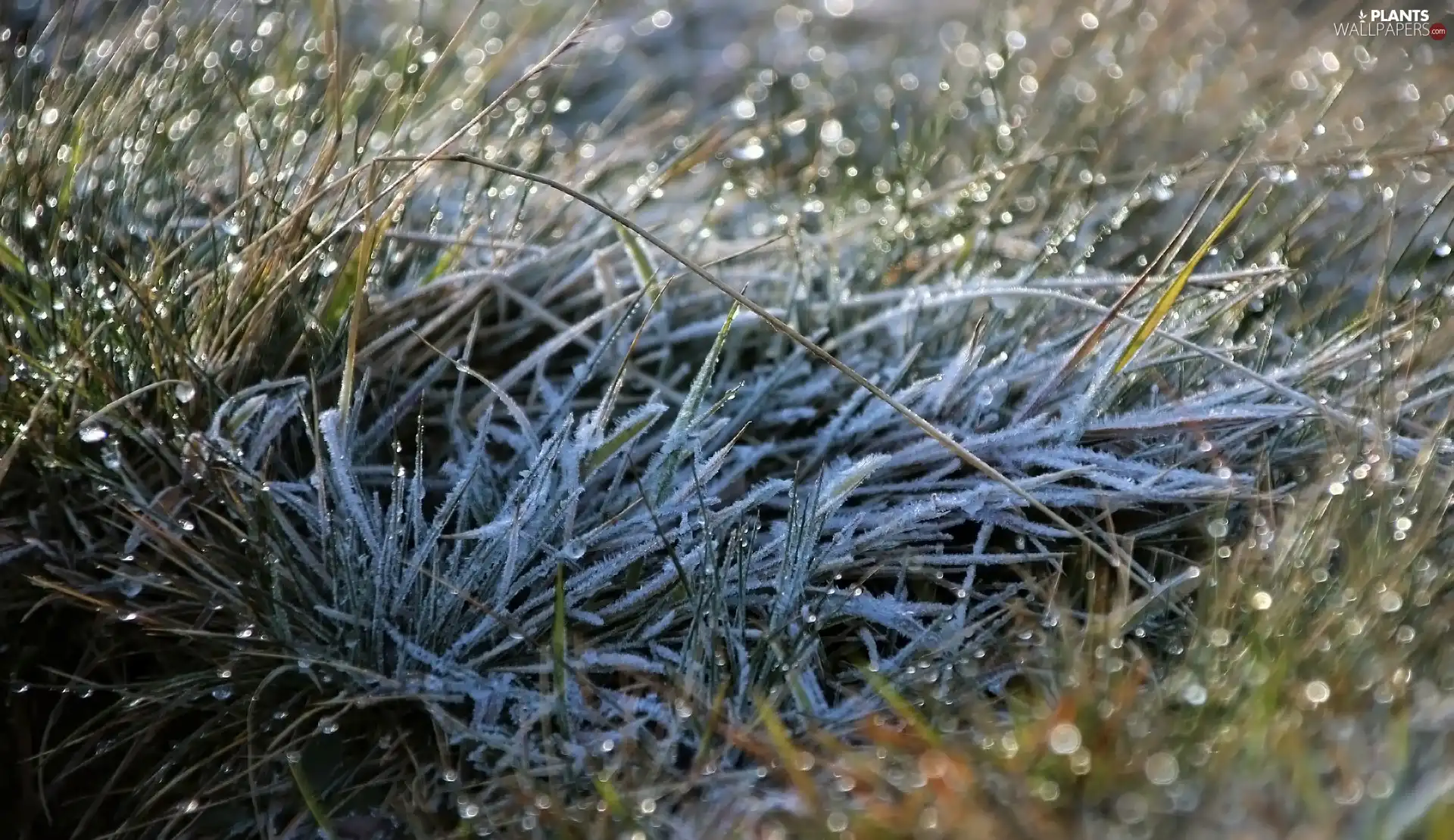 White frost, drops, water, grass