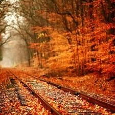 autumn, forest, ##, Leaf