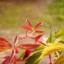 color, Leaf