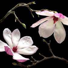 Twigs, Flowers, Magnolia