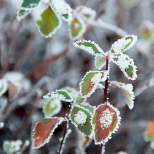 leaves, rime, winter, Frost