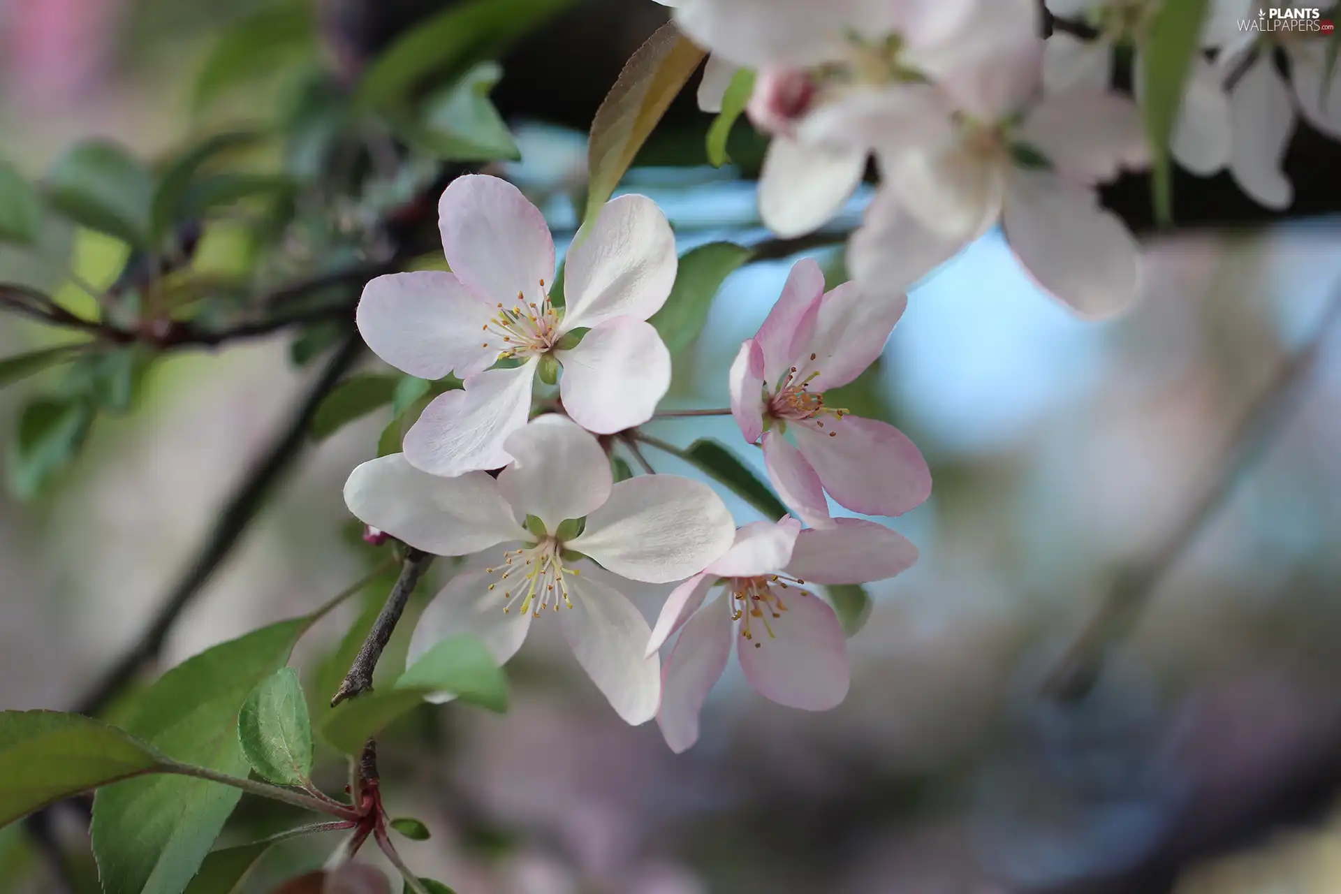 Fruit Tree, white and pink, Flowers