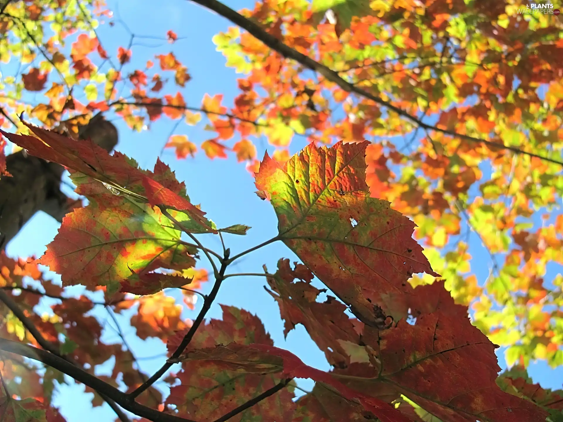 Autumn, Leaf, autumn, color