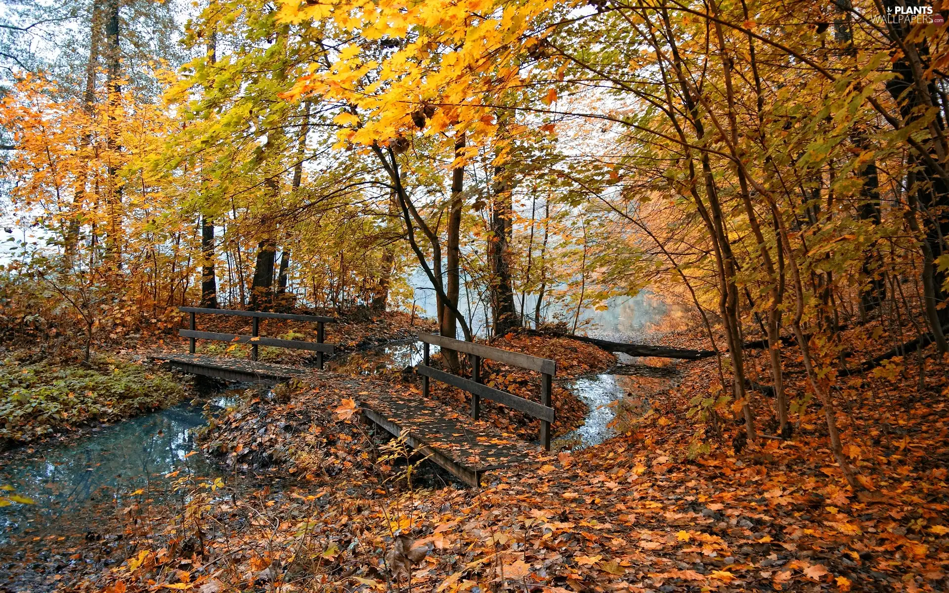 brook, bridges, autumn, wooden