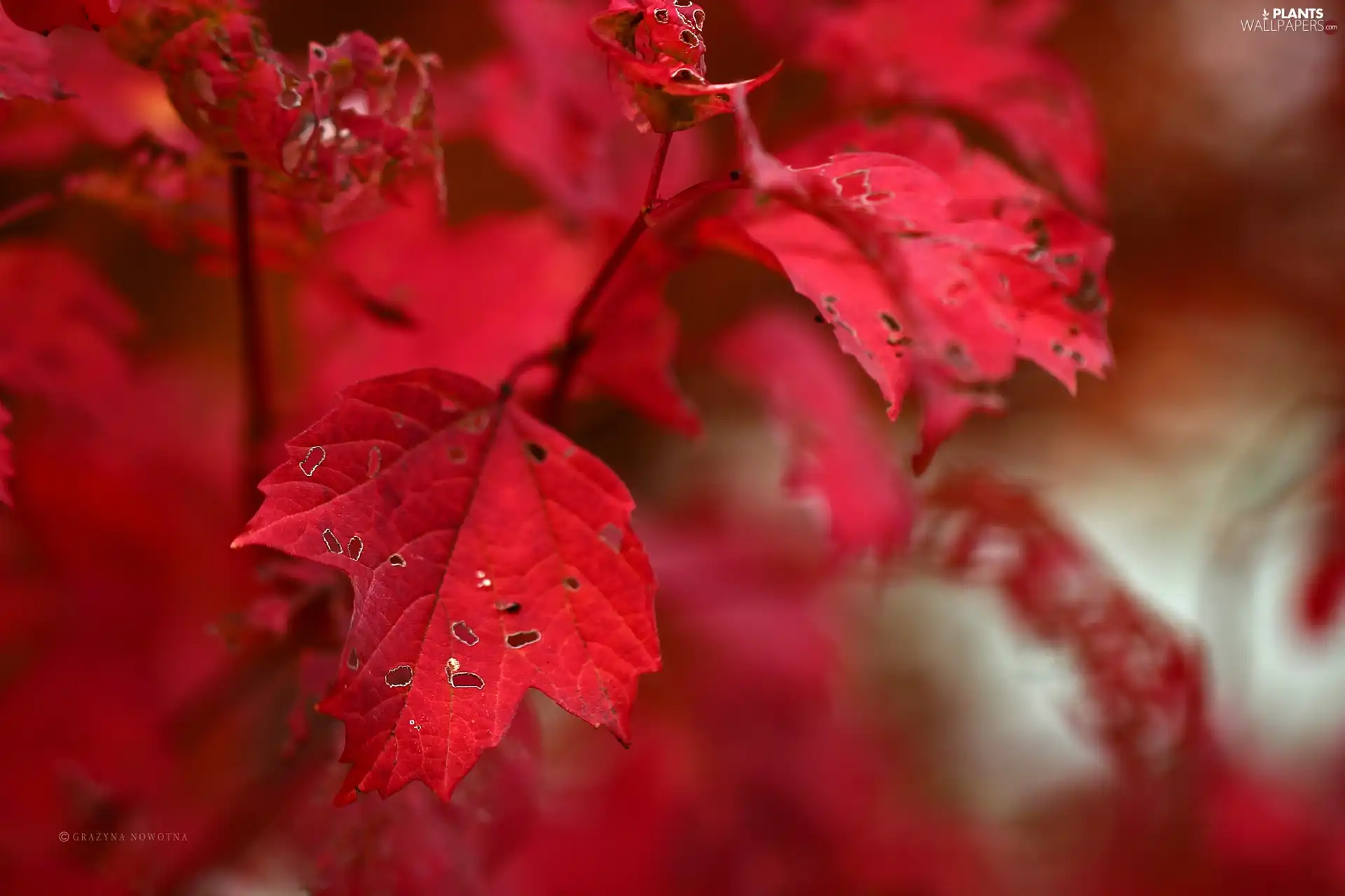 Autumn, Red, Leaf