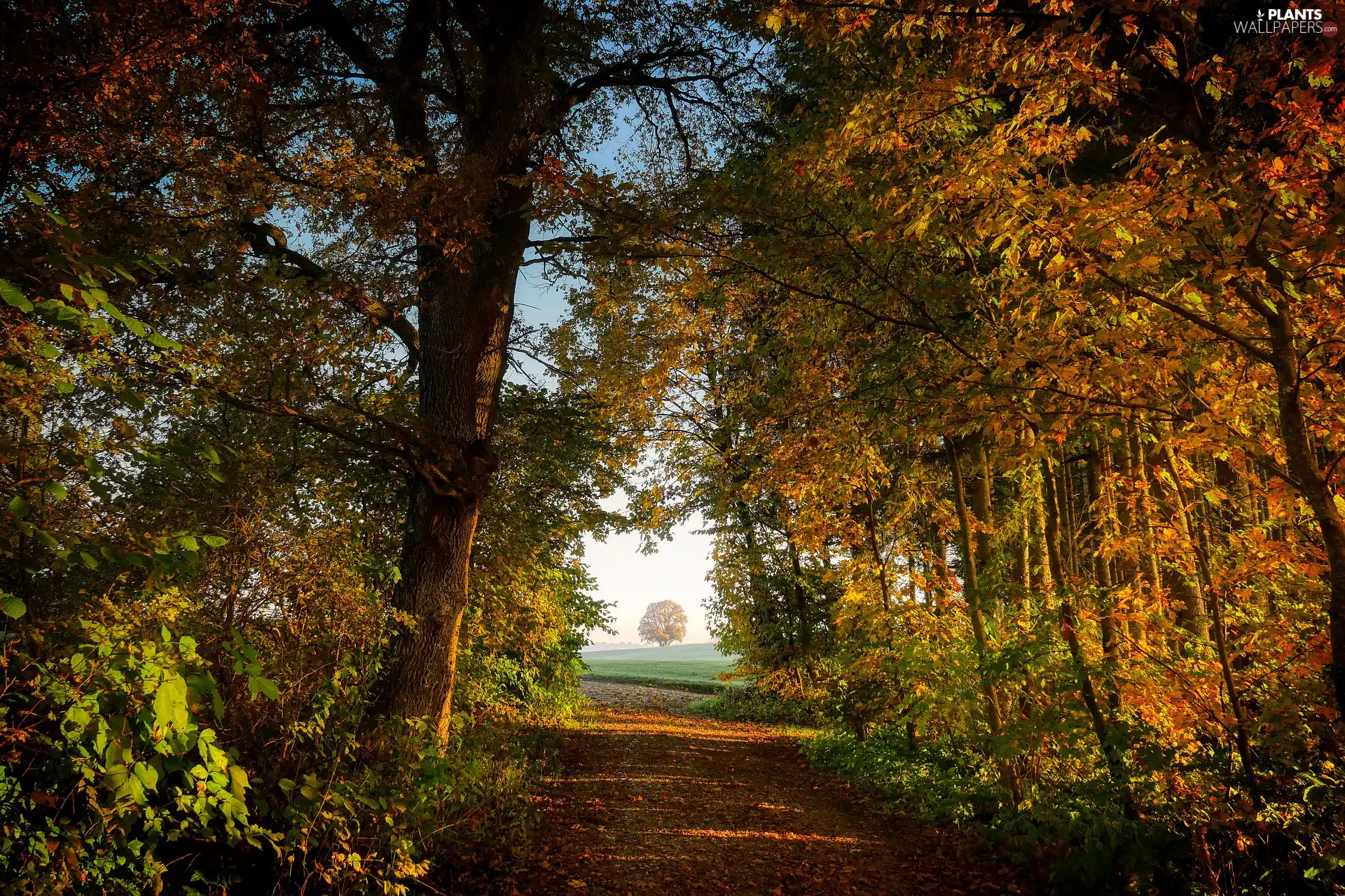 Way, forest, viewes, autumn, trees, Path