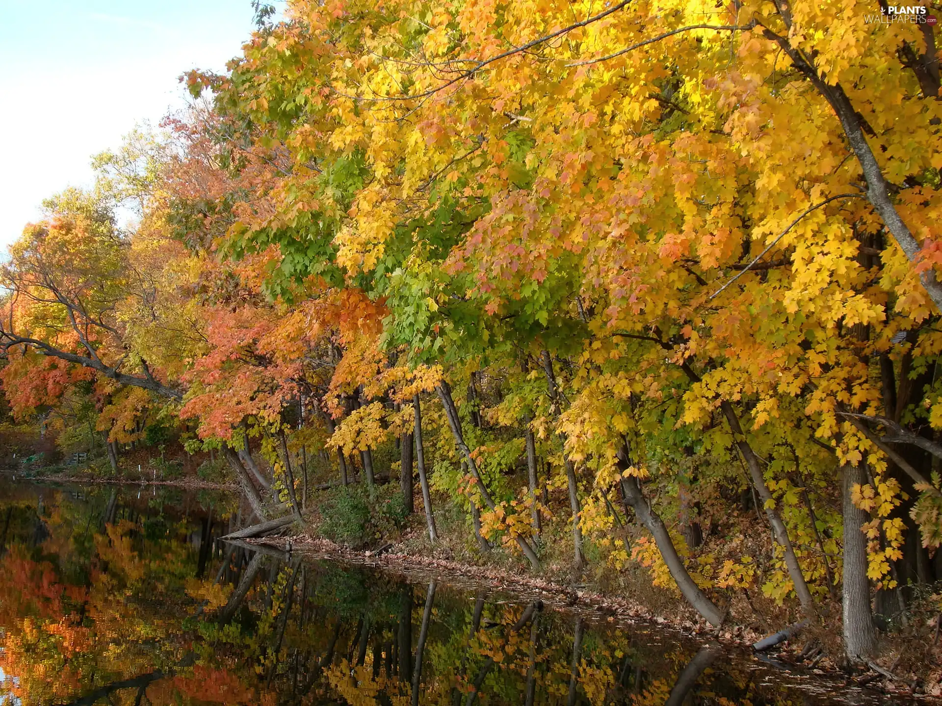 River, viewes, autumn, trees