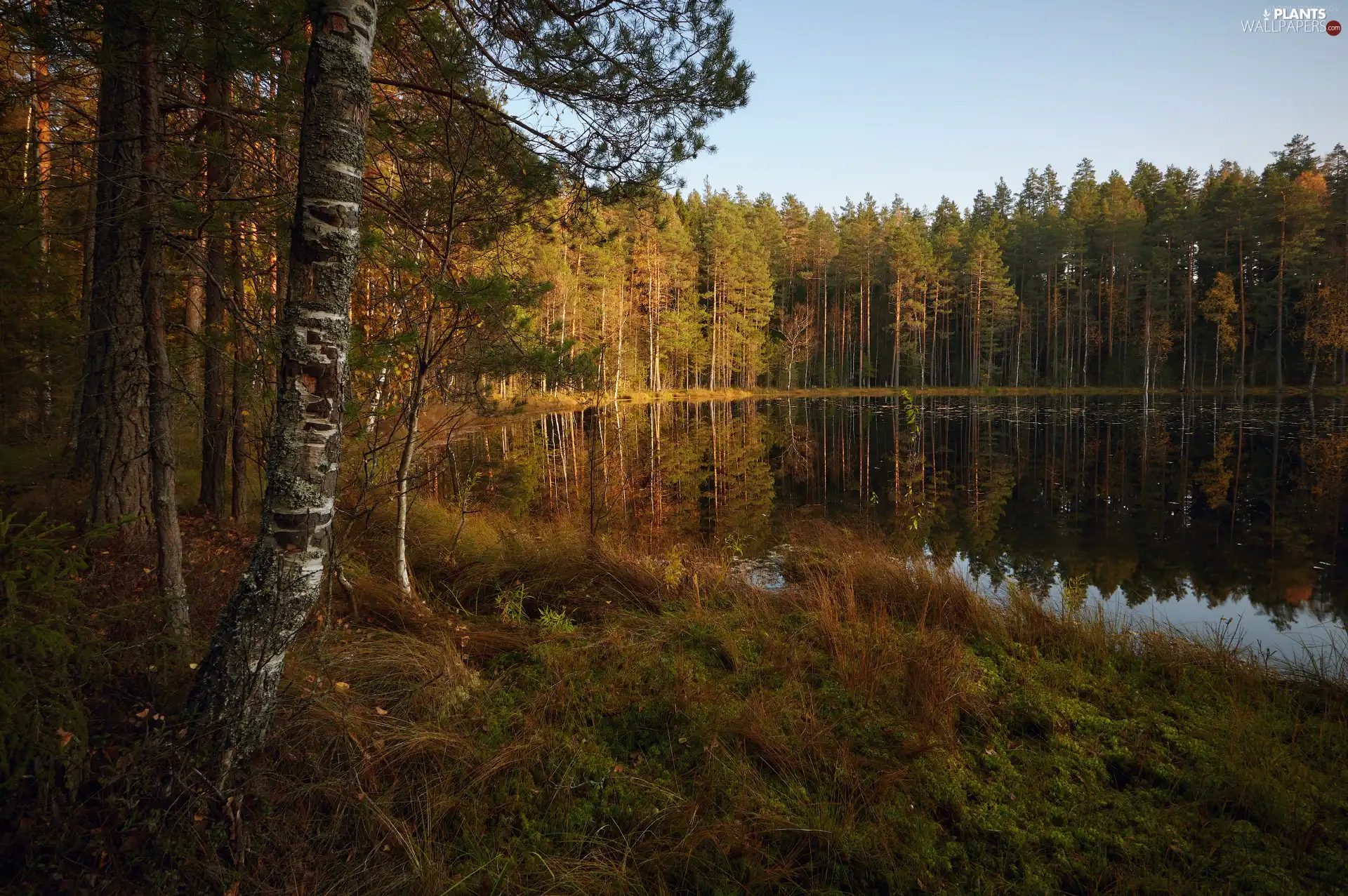 forest, autumn, trees, viewes, lake