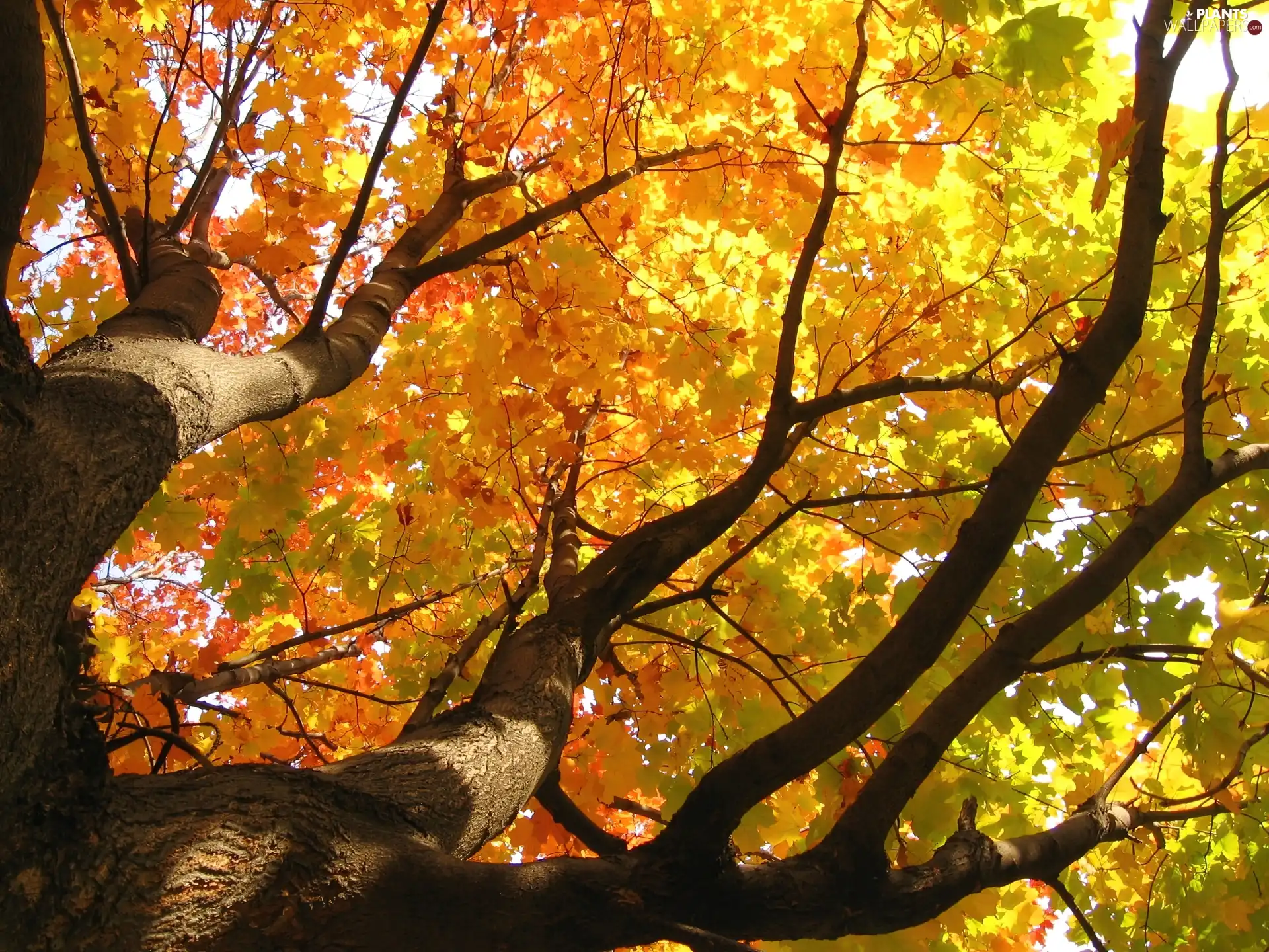 trees, Leaf, autumn, viewes