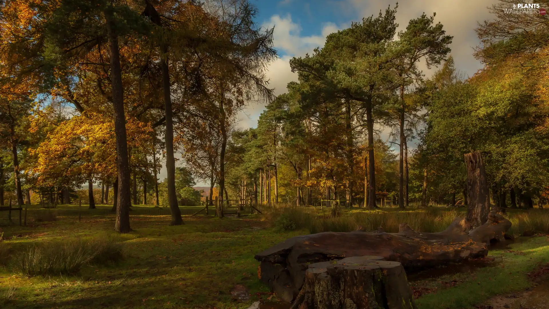 Stems, autumn, trees, viewes, Park