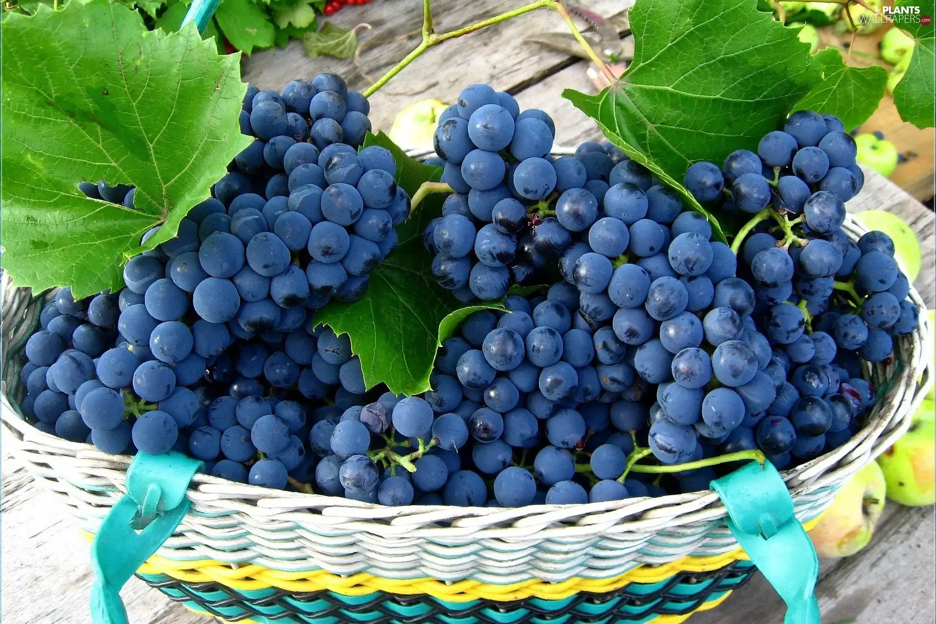 basket, apples, Bench, grapes