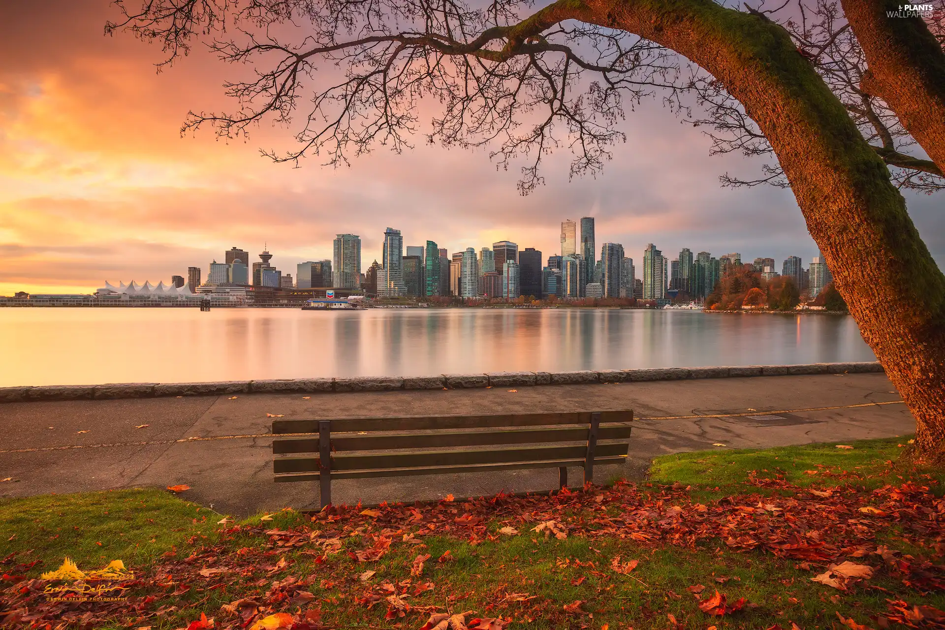 Fraser River, Canada, Bench, trees, skyscrapers, Vancouver