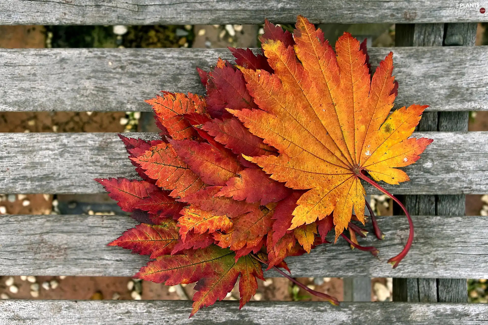 Bench, autumn, Leaf