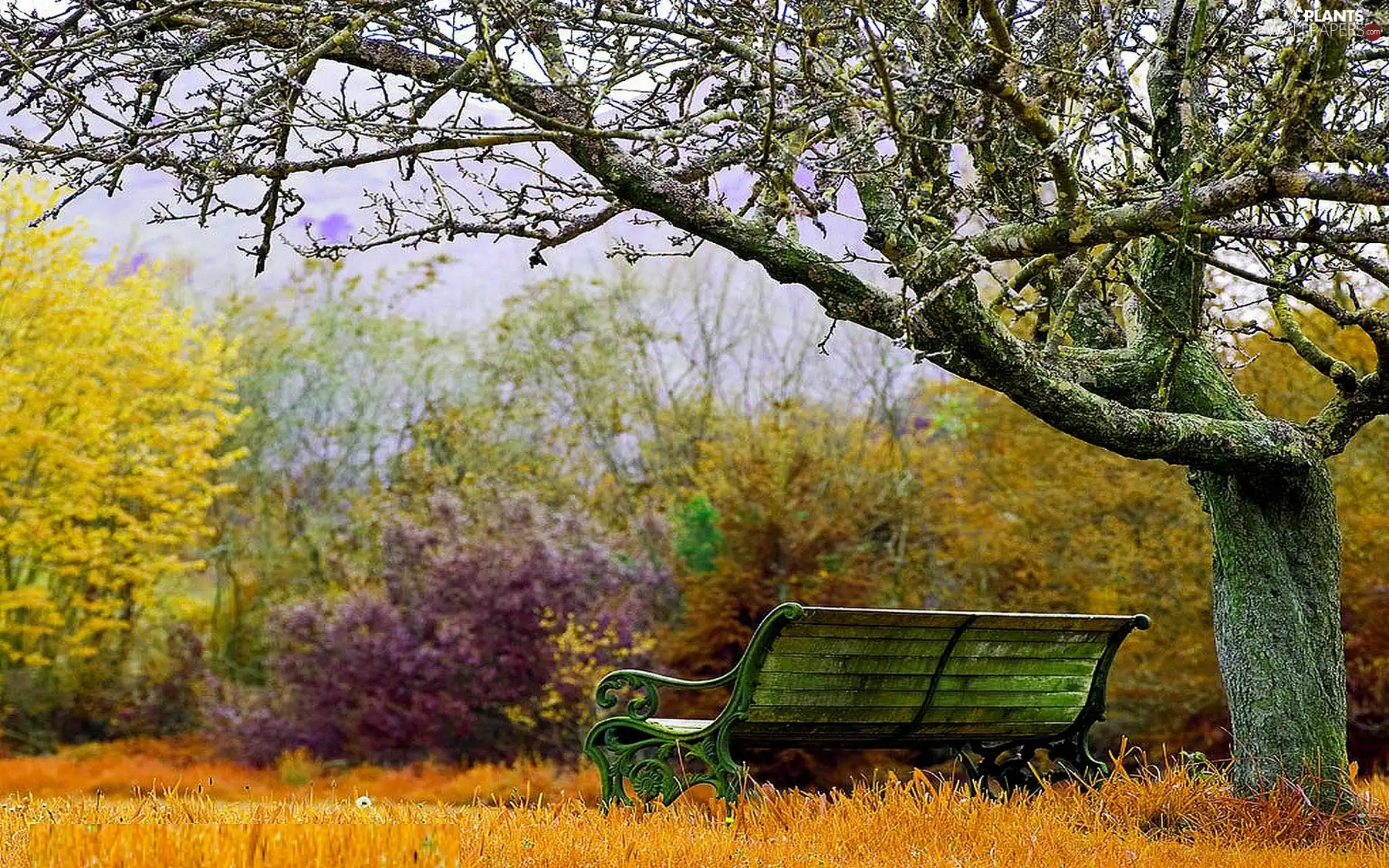 Bench, Park, trees