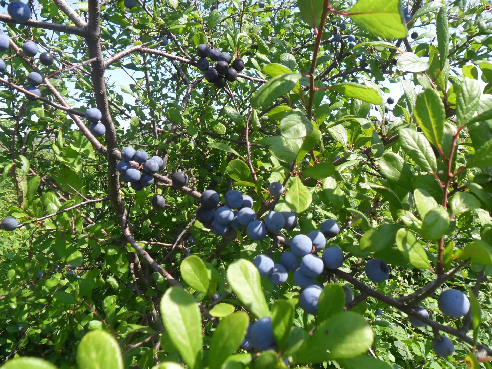 blackthorn, Mature, Fruits