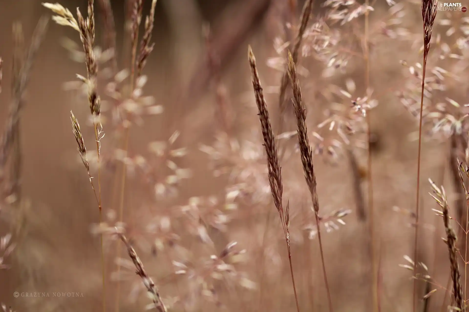 grass, blades