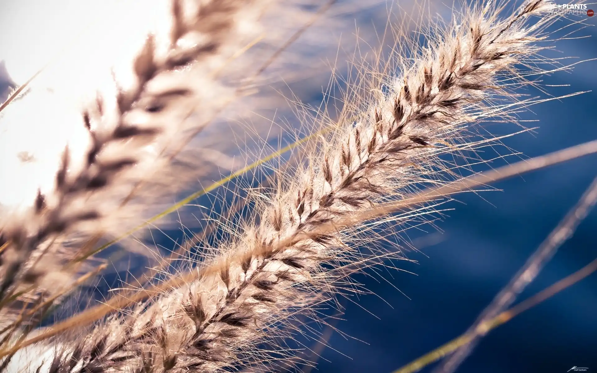 blades, Close, grass