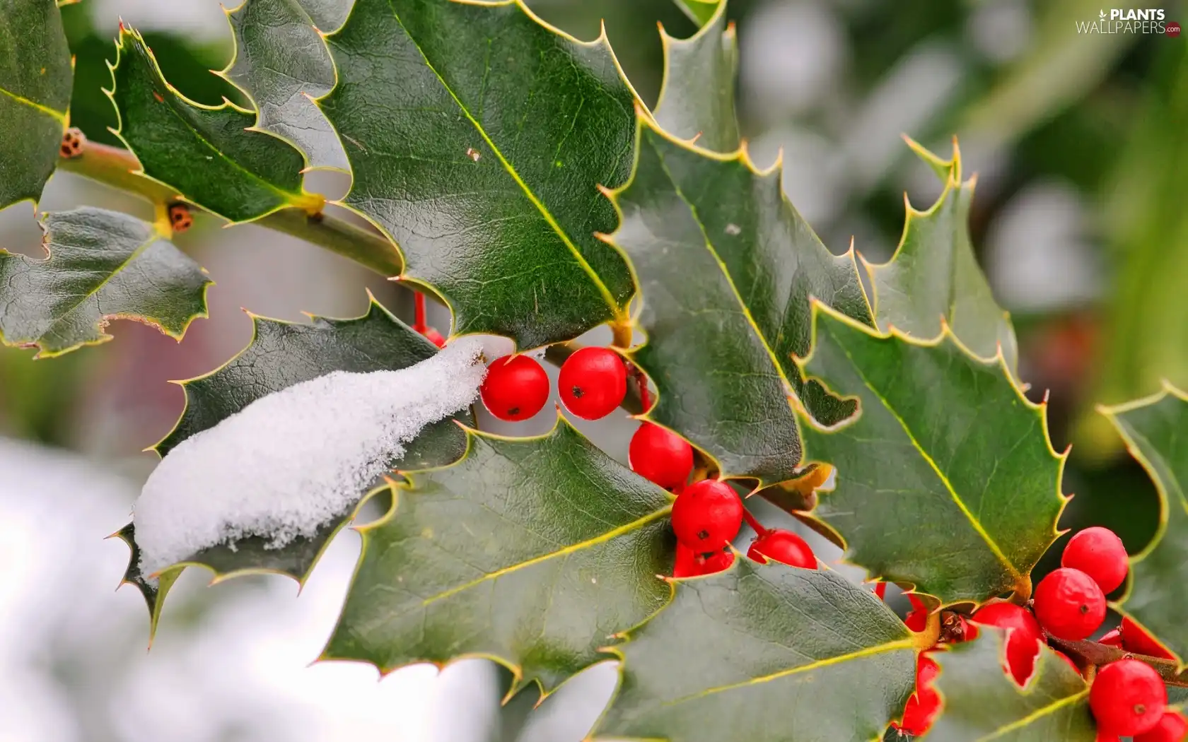 Red, twig, Leaf, Kalina, winter, blueberries, snow