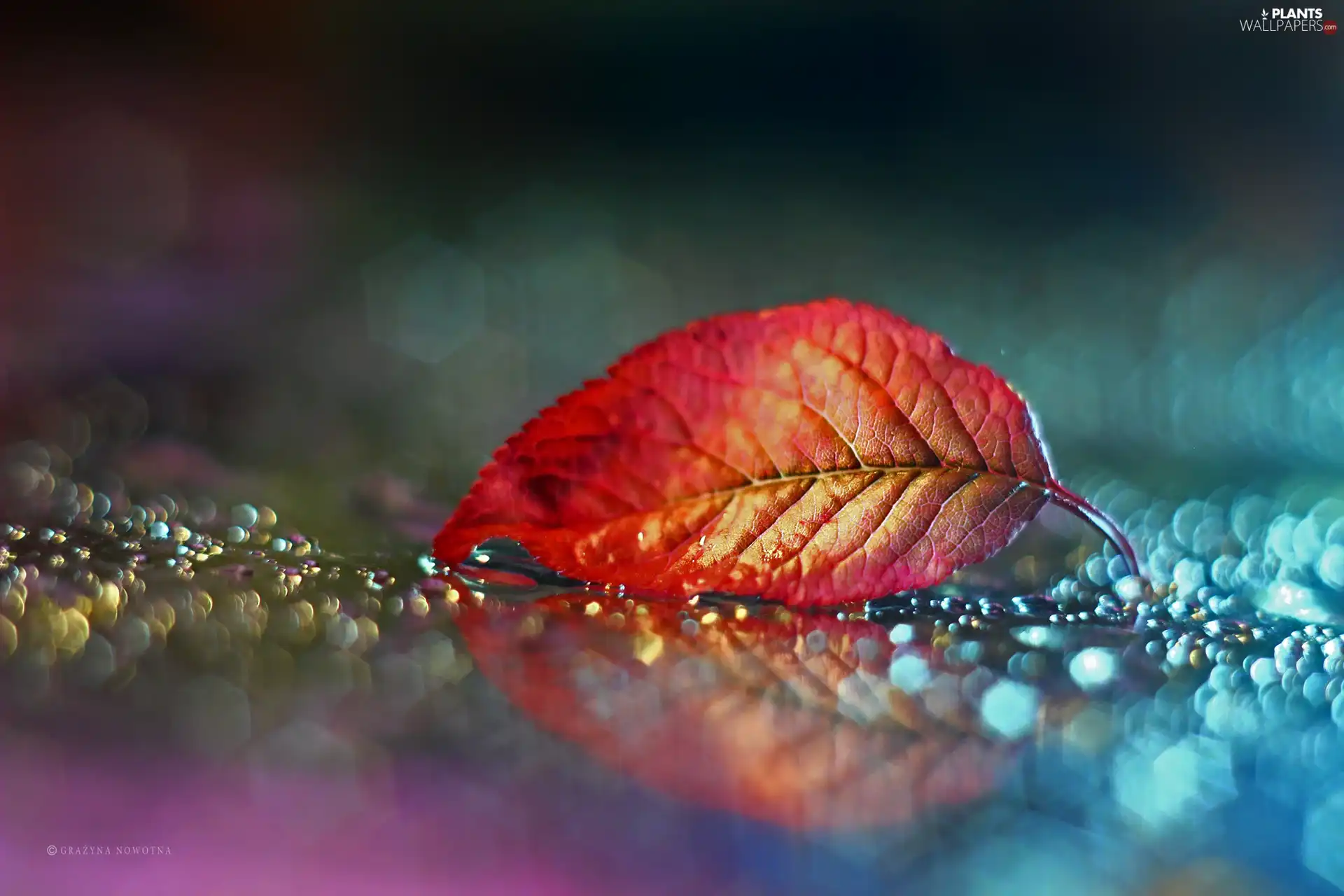 Bokeh, Red, leaf