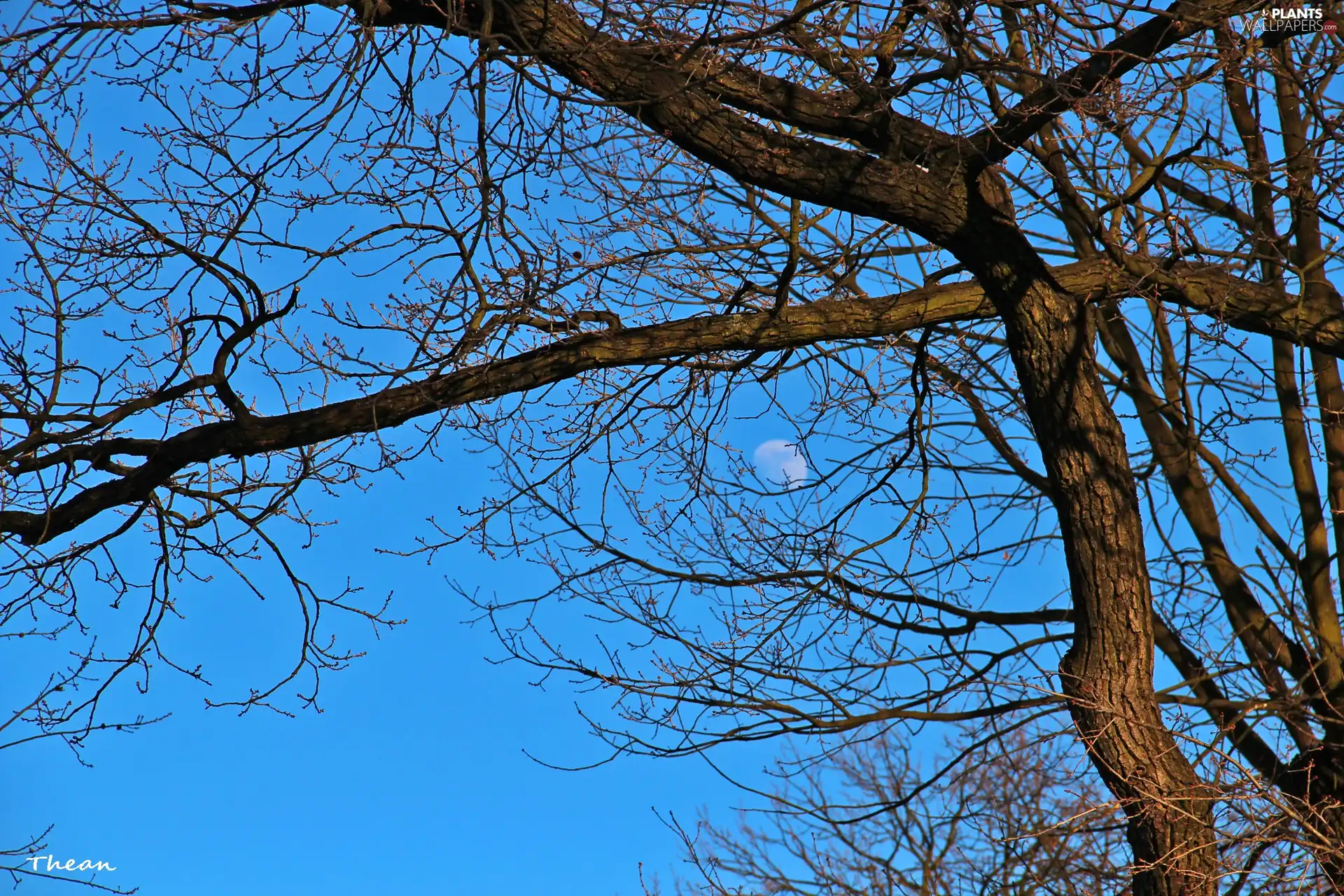 blue, trees, branch pics, Sky