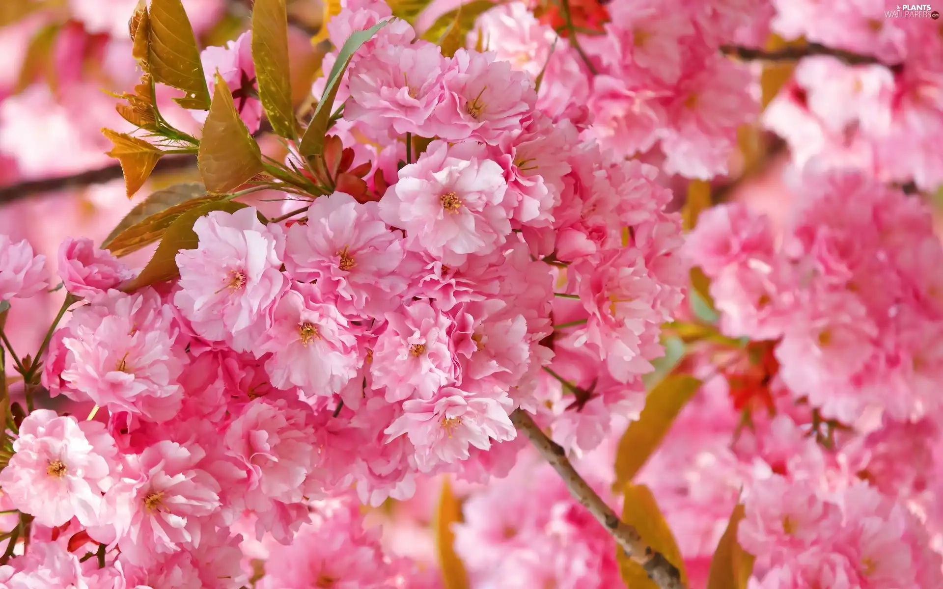 branch, flourishing, trees