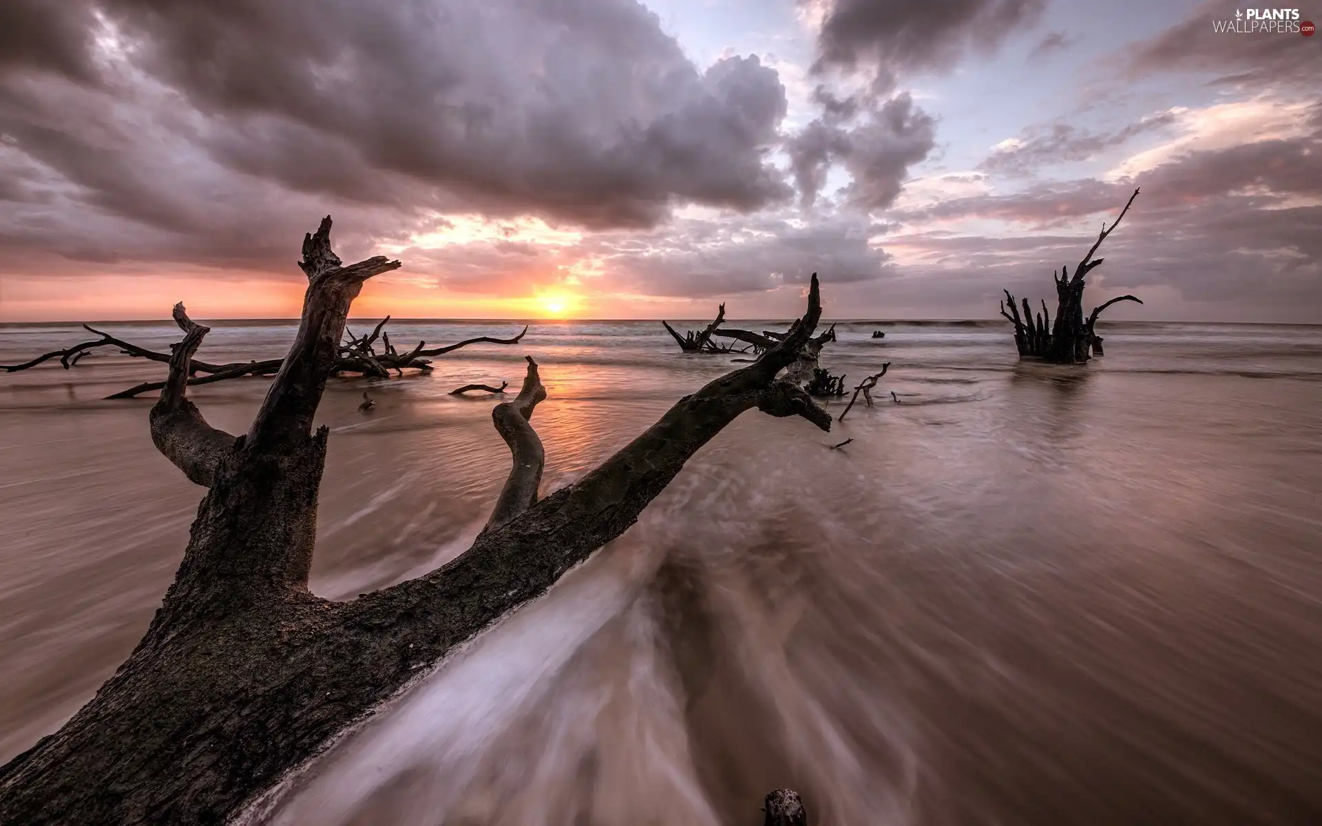 branches, trees, sun, sea, west