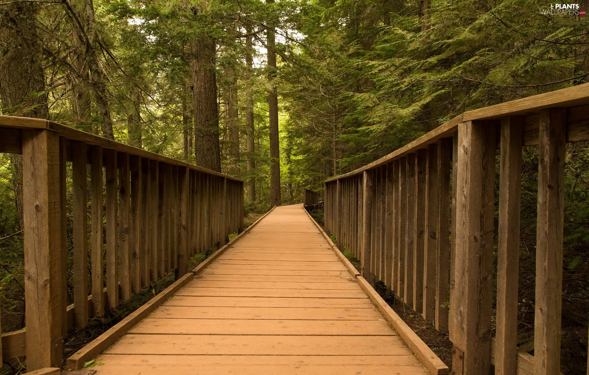 forest, trees, viewes, bridge