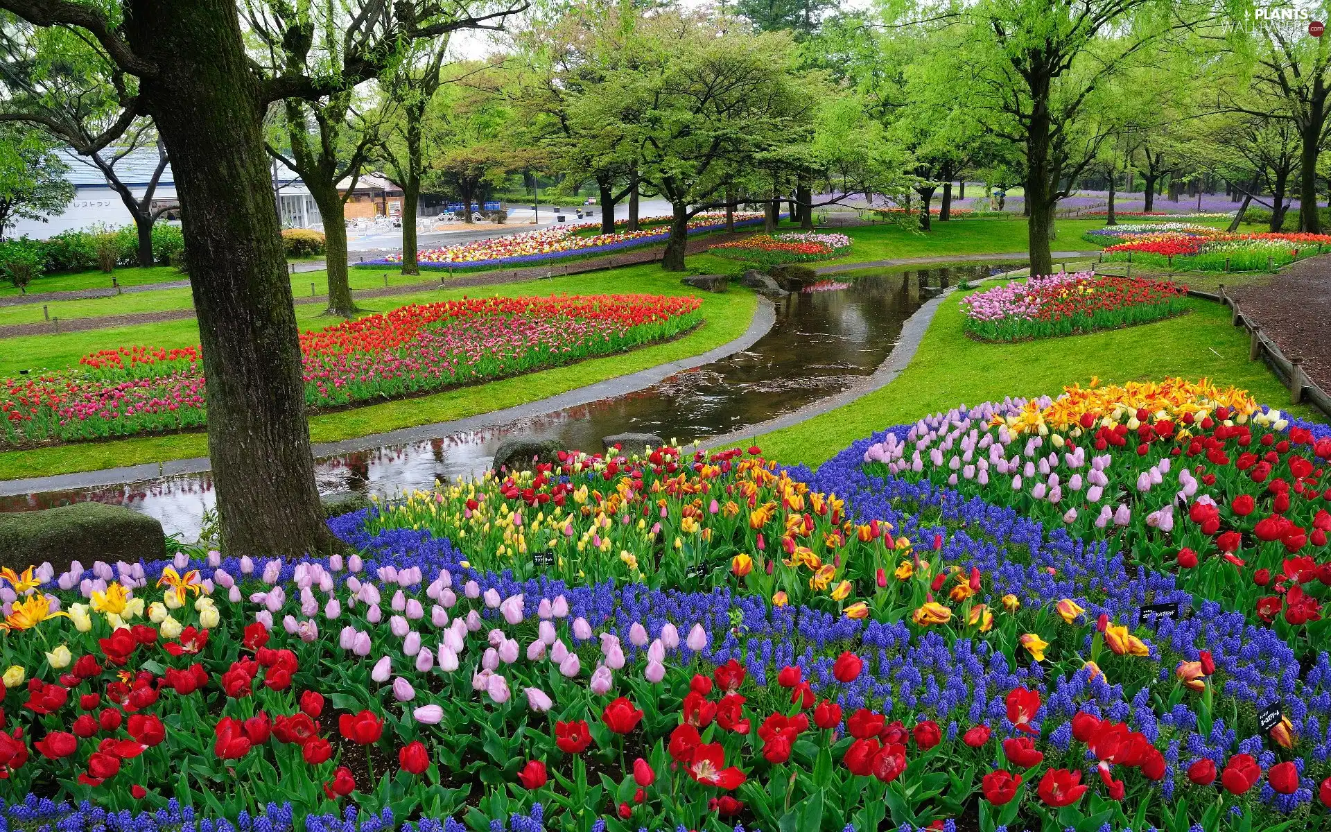 brook, Tulips, trees, viewes, Park