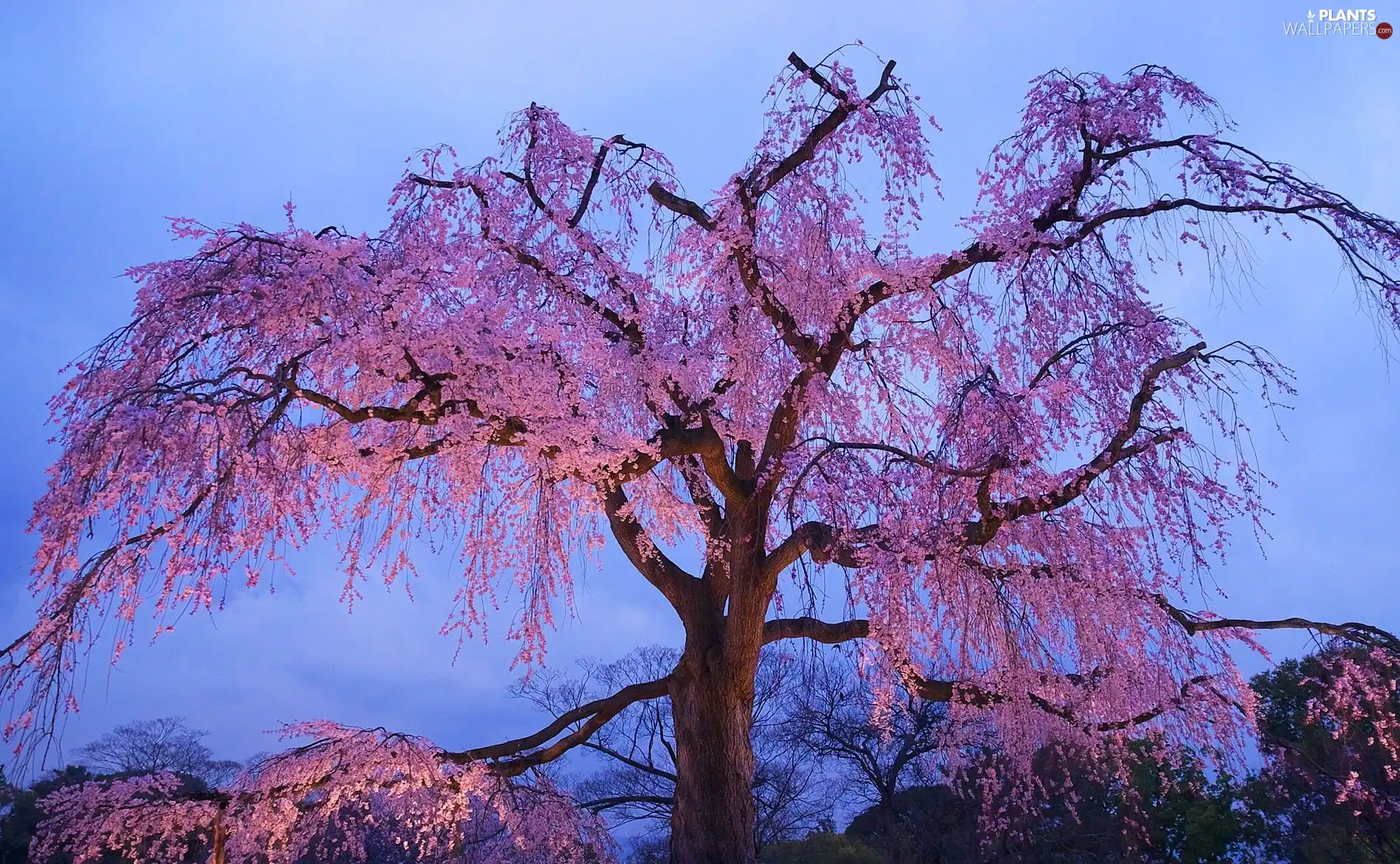 Buds, trees, Pink