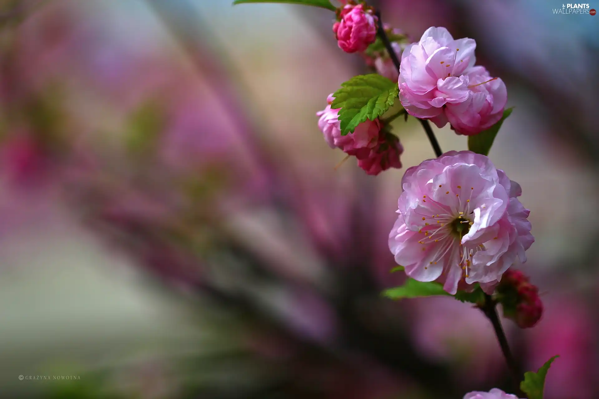 Almond, Flowers, Bush, Pink