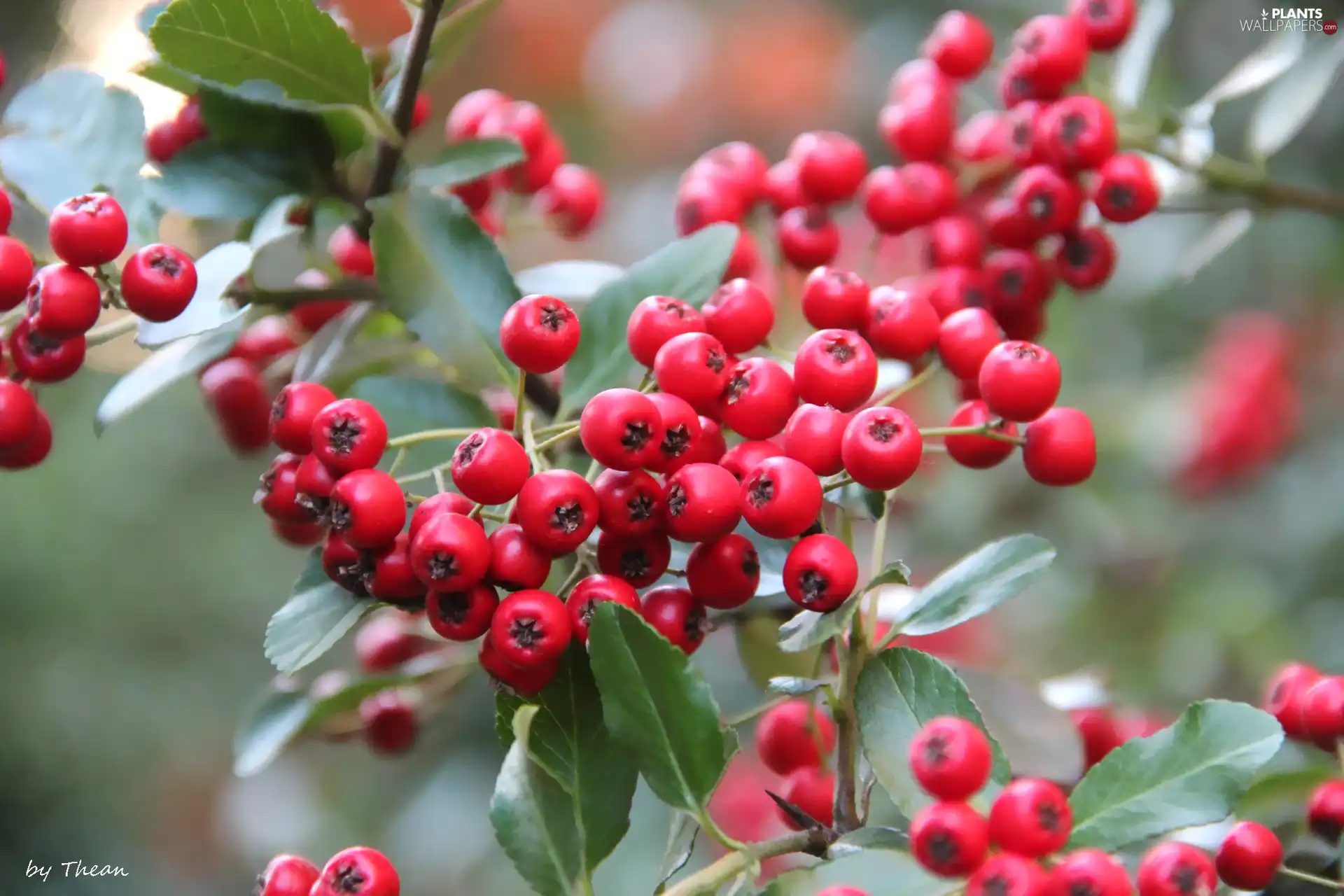 Bush, Red, Fruits