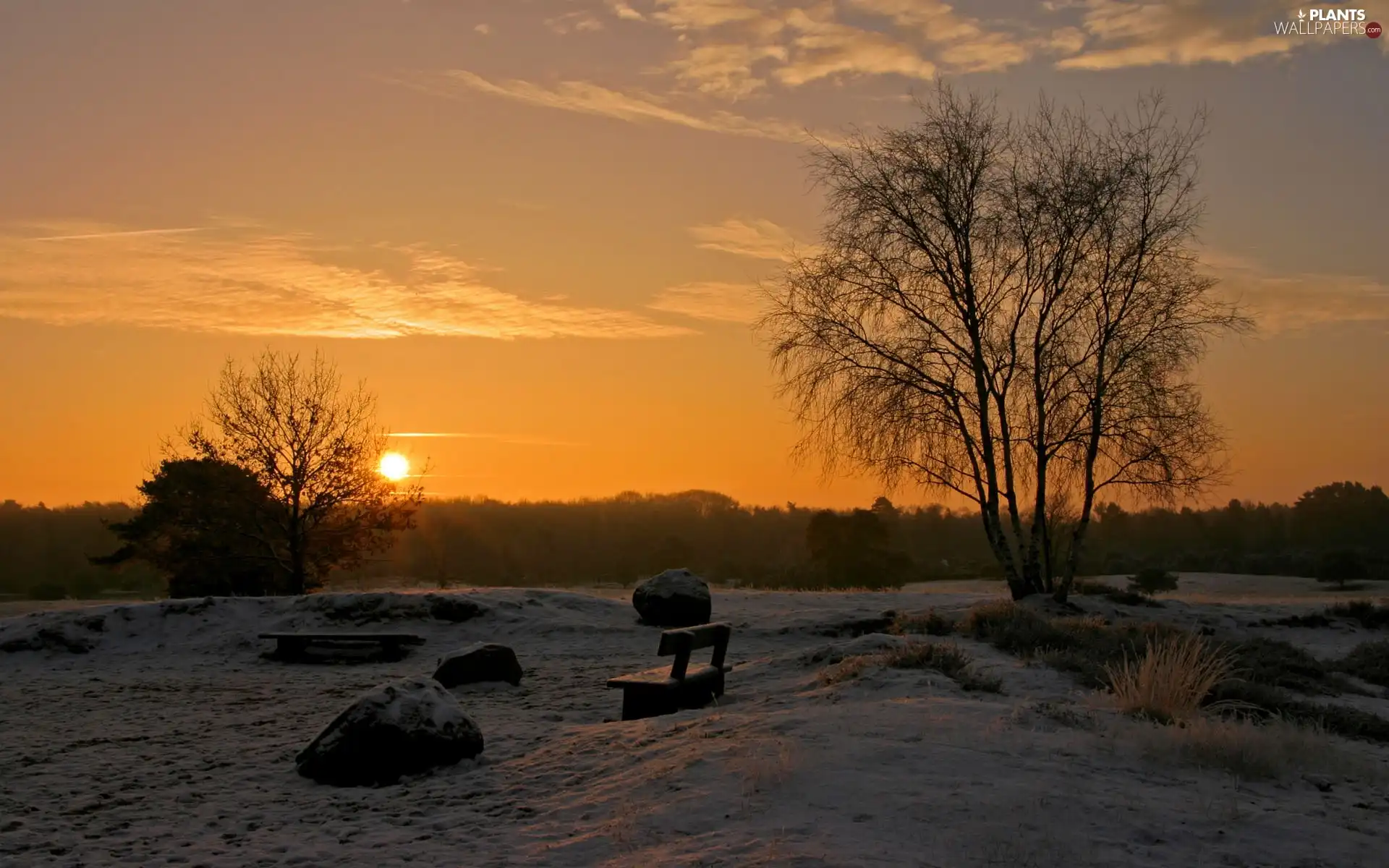 viewes, sun, Bench, trees, west, Bush, snow