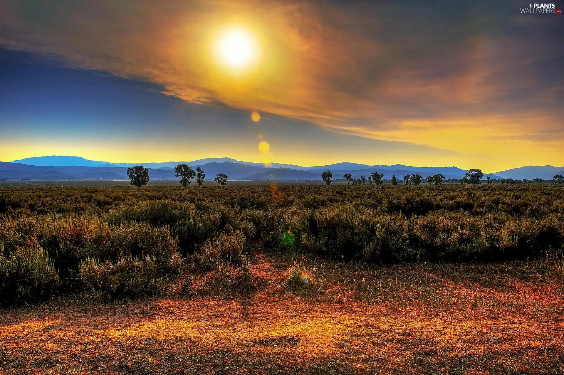 west, Mountains, Bush, sun