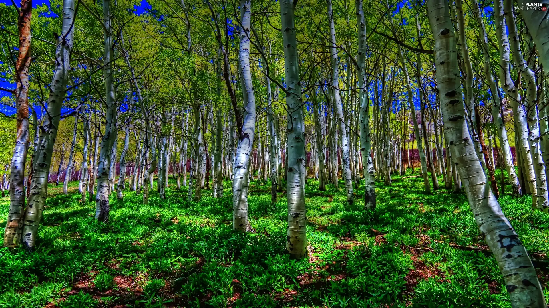 summer, green ones, Bushes, birch