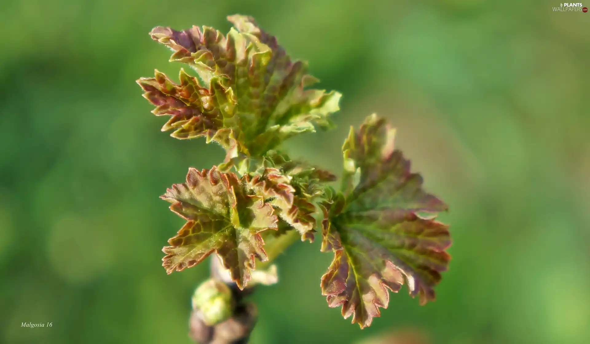 Close, young, Leaf