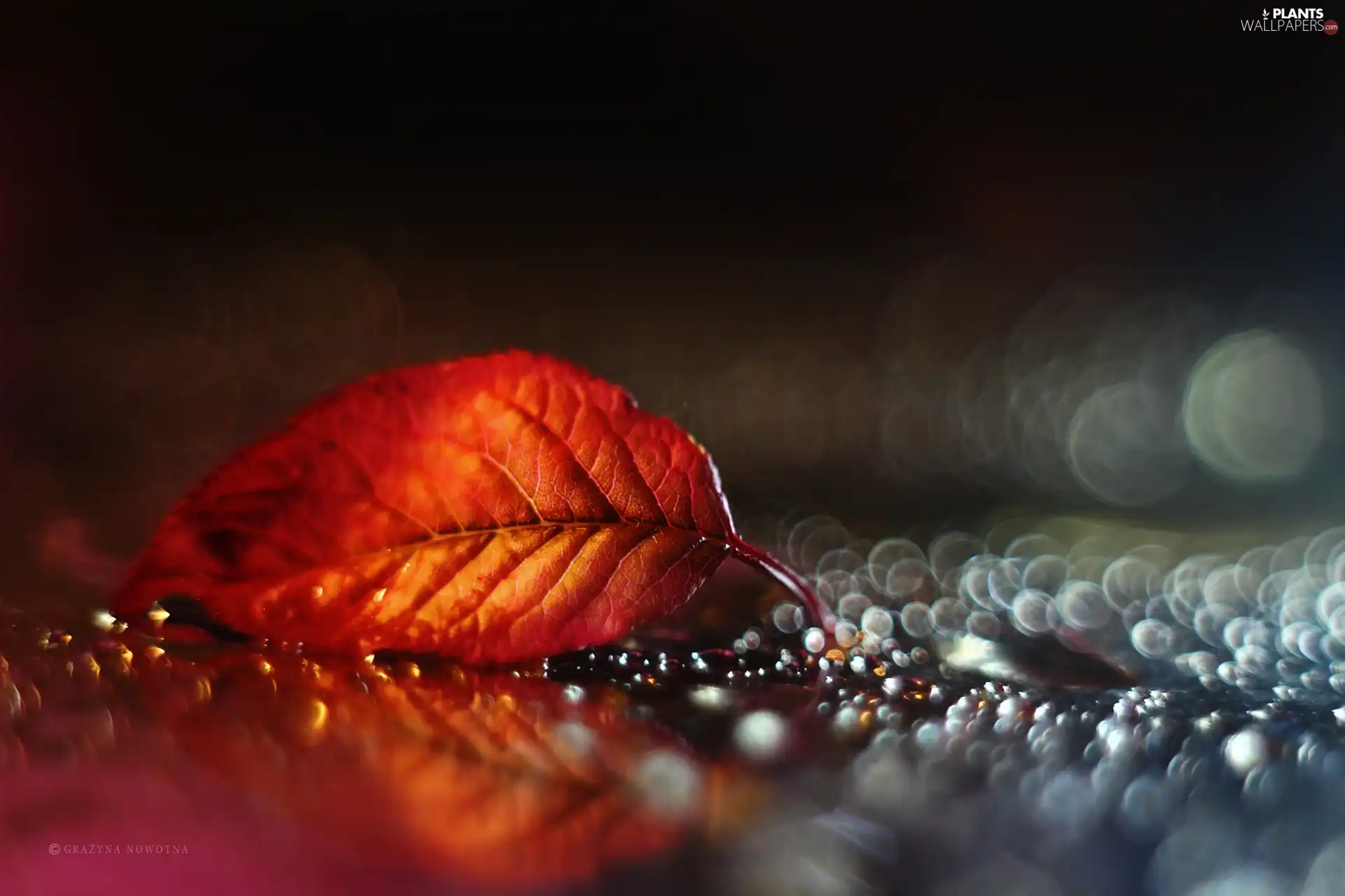 Red, Bokeh, Close, leaf