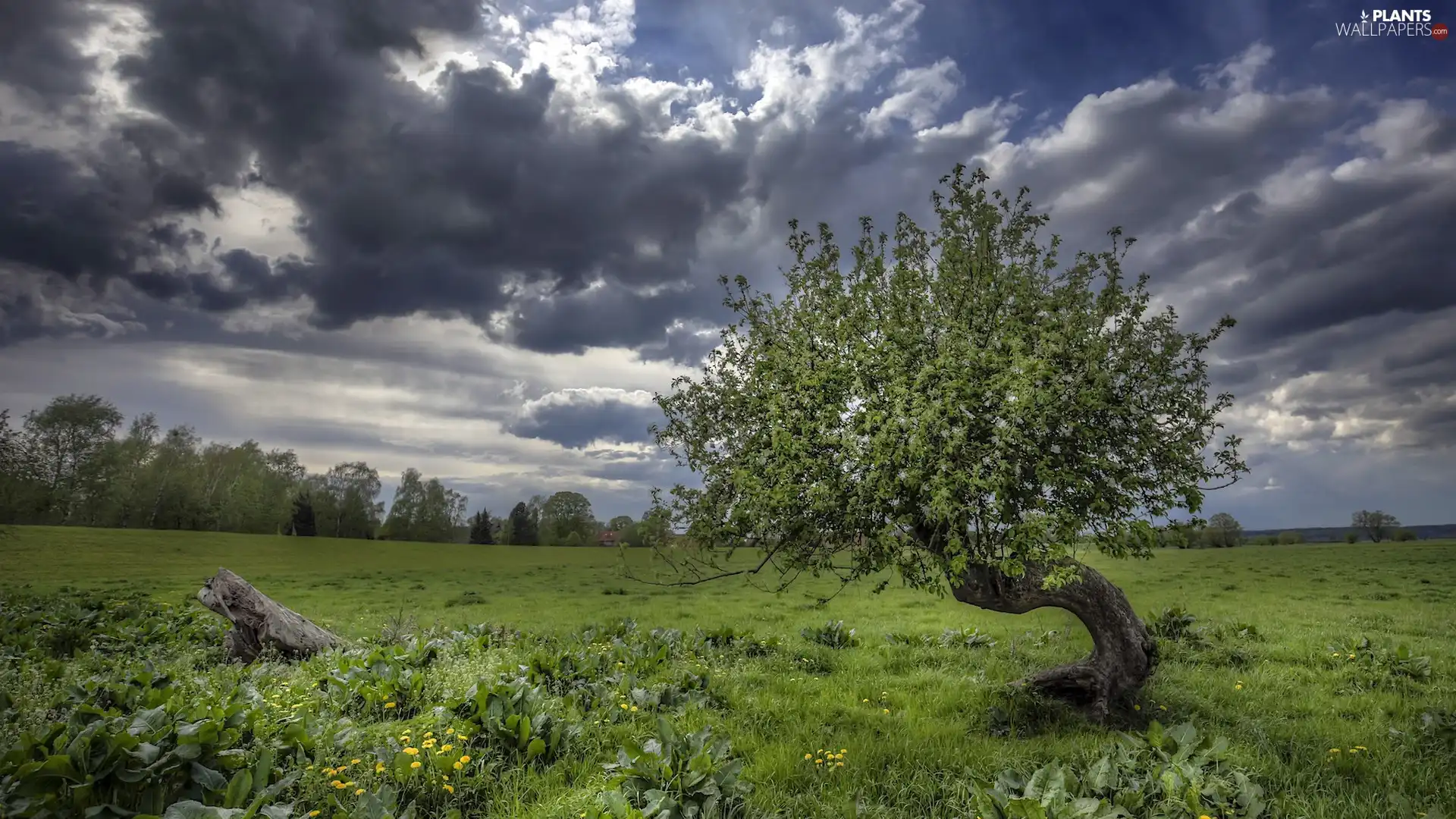 dark, Meadow, trees, clouds