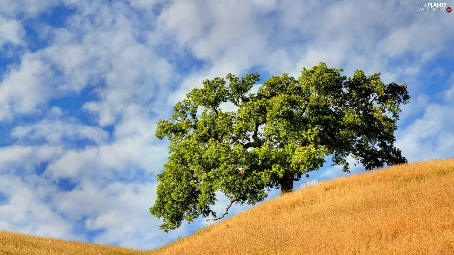 clouds, trees, Field