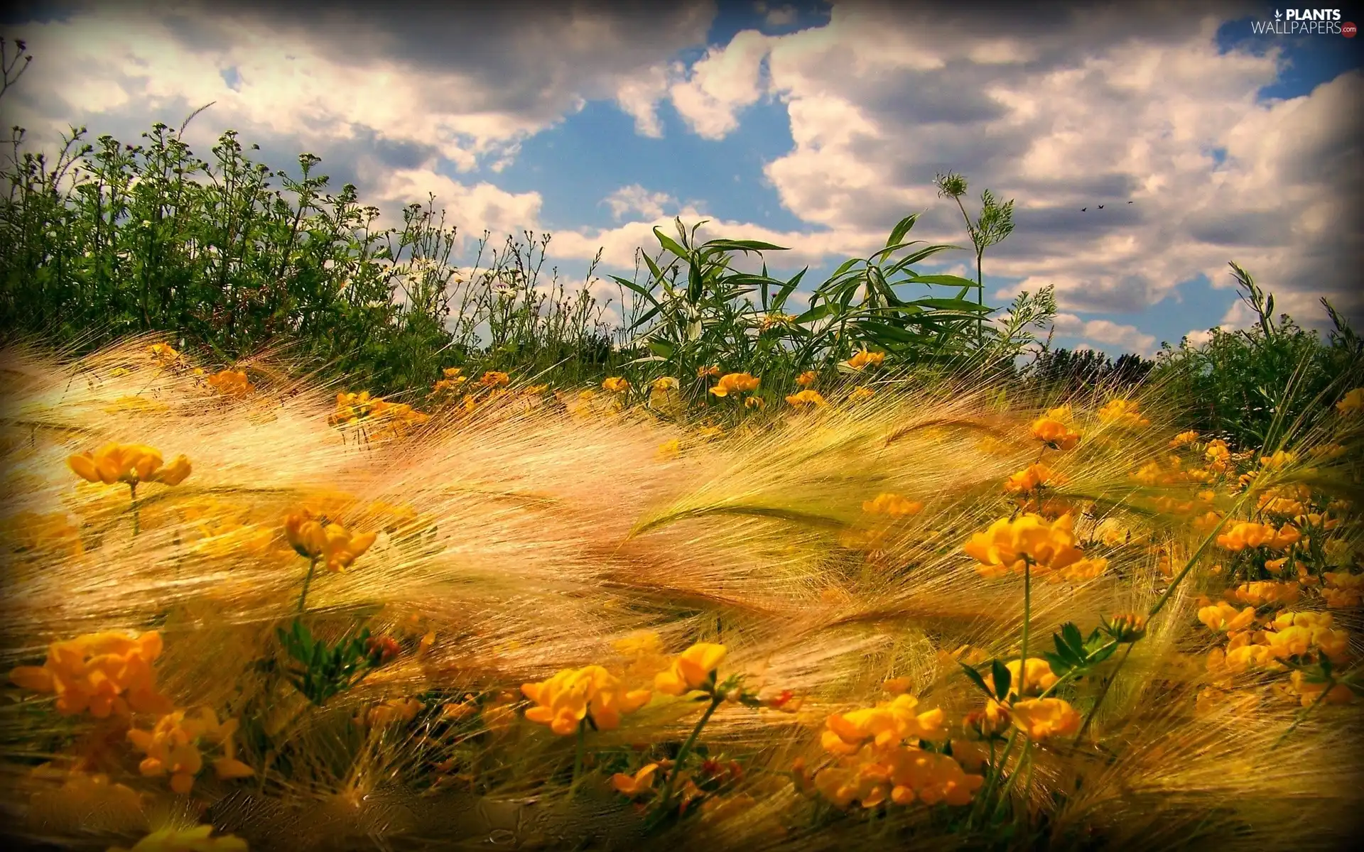 grass, Sky, clouds, Flowers