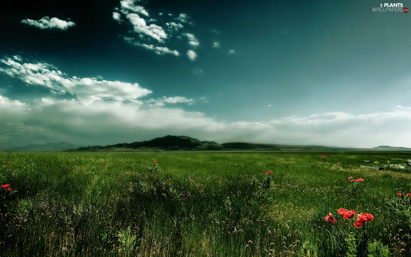 Meadow, papavers, clouds, grass