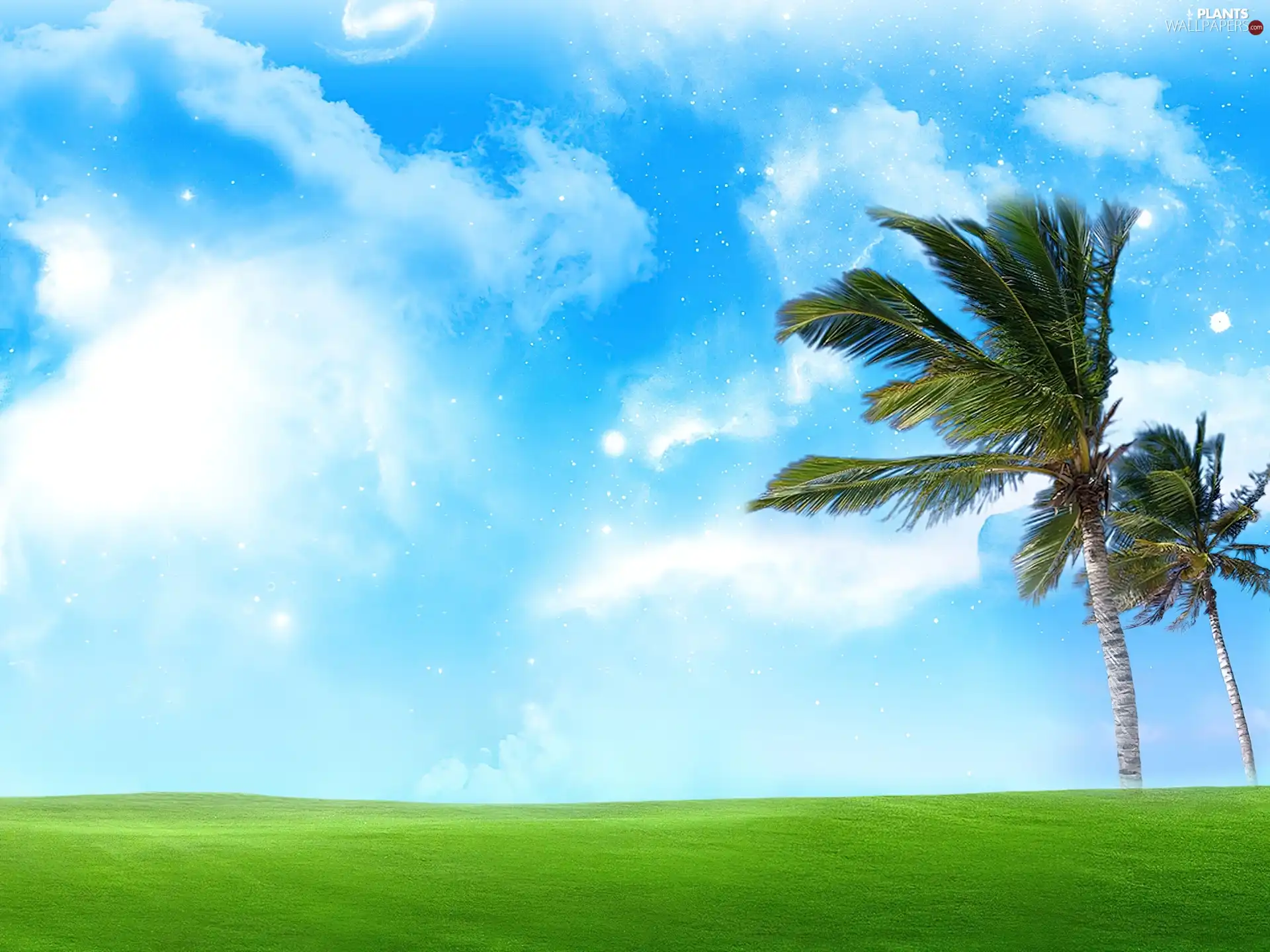 clouds, Meadow, Palms - Plants wallpapers: 1600x1200