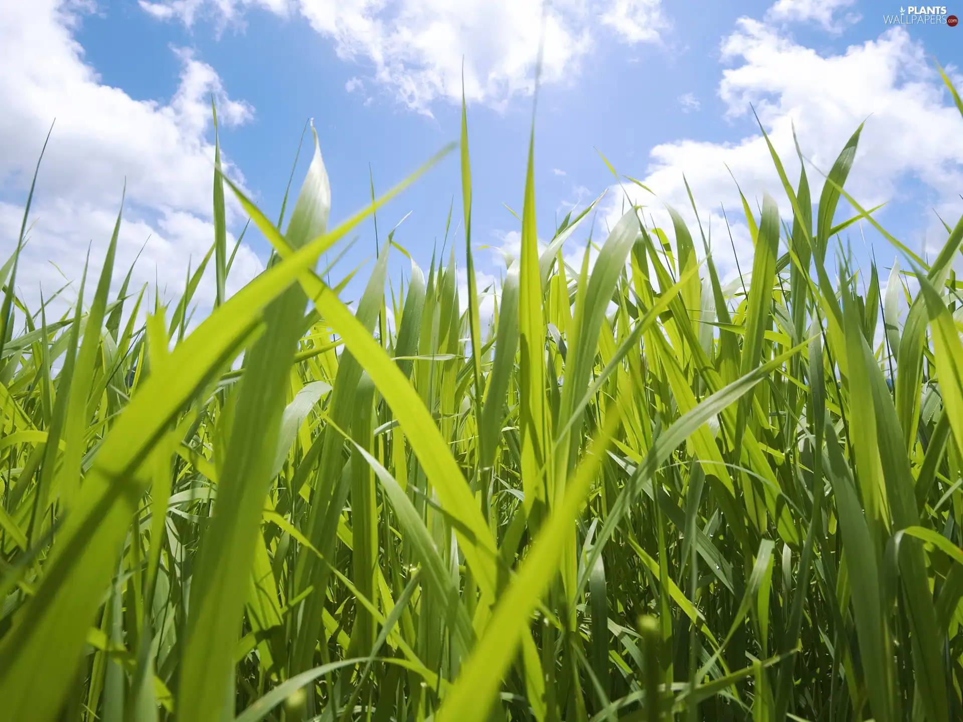 clouds, grass, Sky