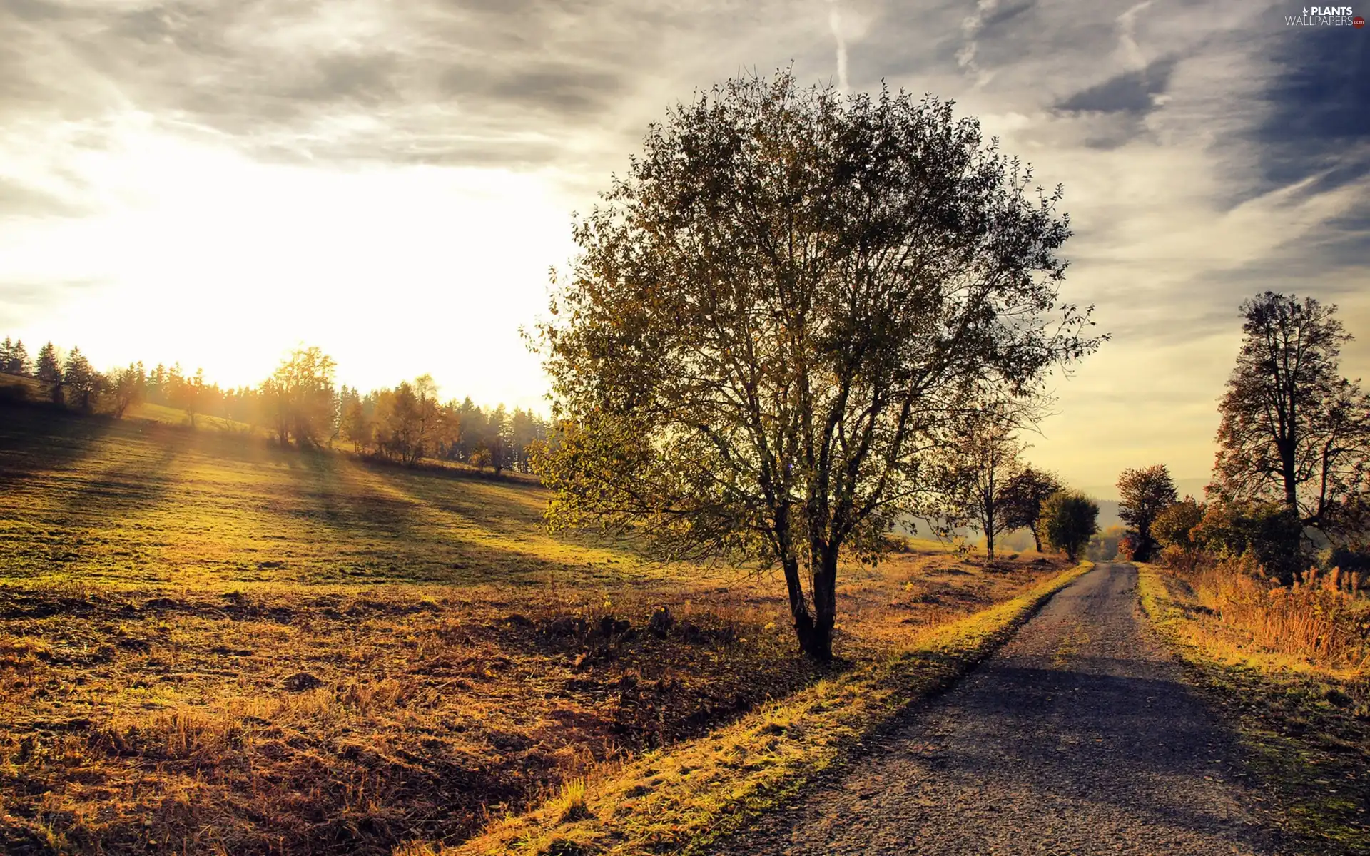 Clouds, Sky, viewes, Way, trees