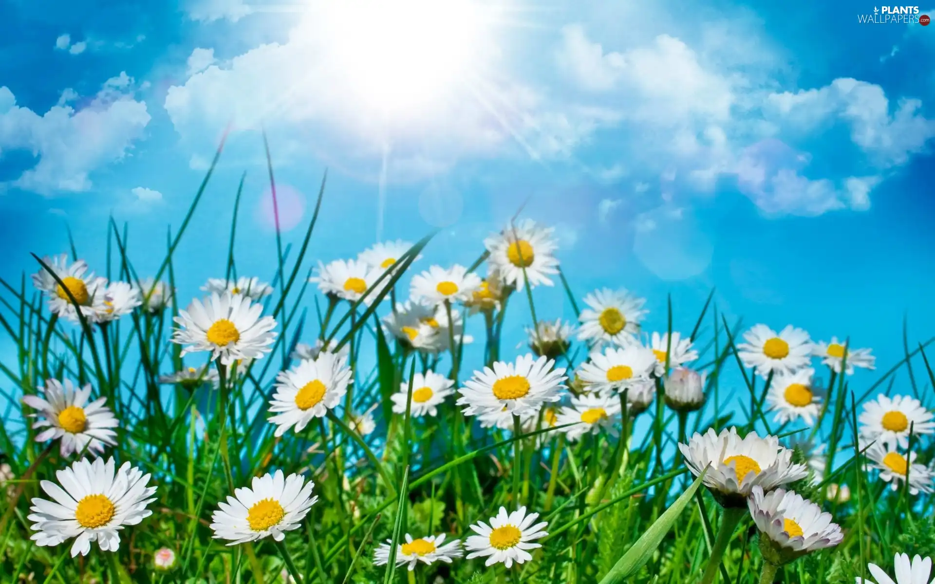 clouds, sun, daisies, grass, Meadow