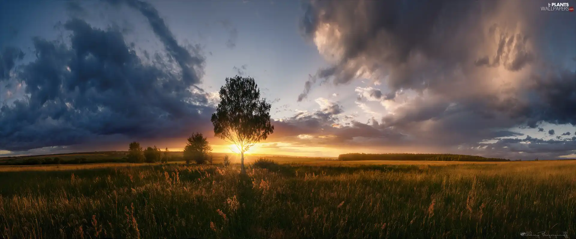 Sunrise, clouds, trees, viewes, Meadow