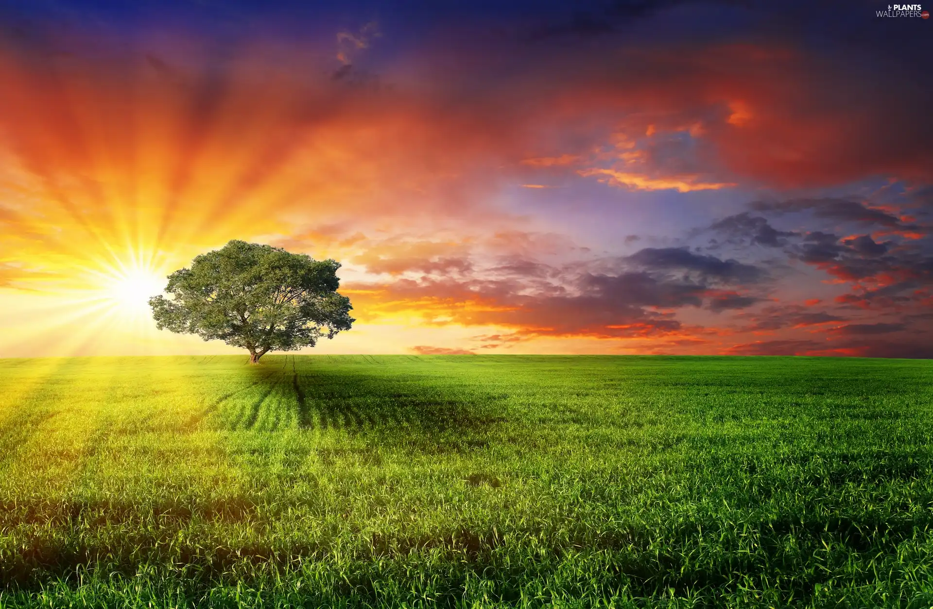 clouds, trees, sun, Meadow, west